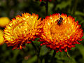 Helichrysum bracteatum IMG_4806 Kocanki ogrodowe